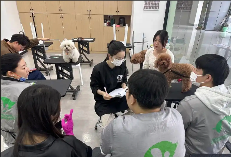 朝阳市宠物美容培训学校宠物美容培训学校 - 价格
